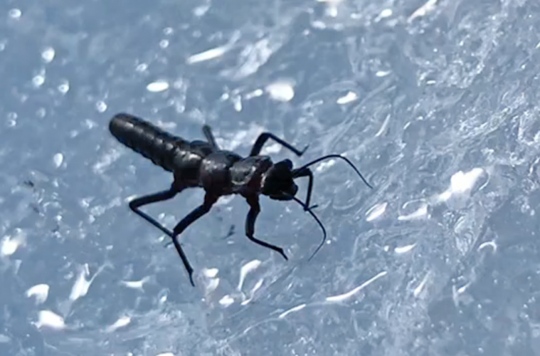 Descubren un nuevo insecto que habita en el glaciar Perito Moreno