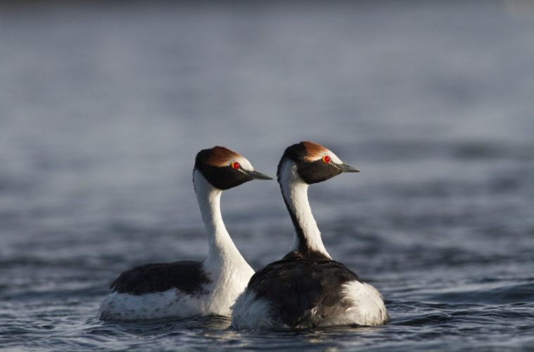 Los Macá Tobiano regresaron a la Meseta del Lago Buenos Aires