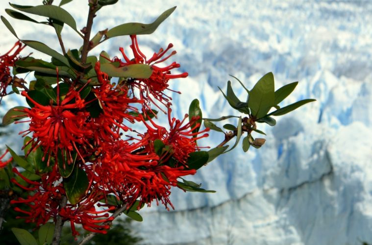 El Parque Nacional Los Glaciares permanecerá abierto el 05 y 06 de junio