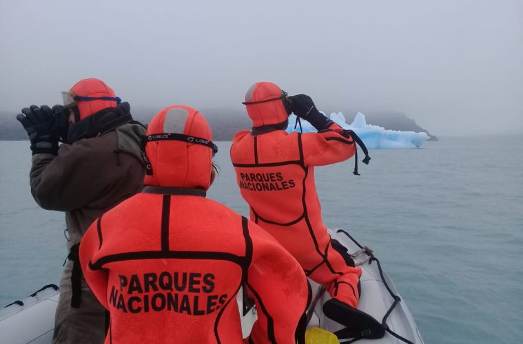 Qué pasó con el puma que ayer fue visto sobre un témpano en el Lago Argentino